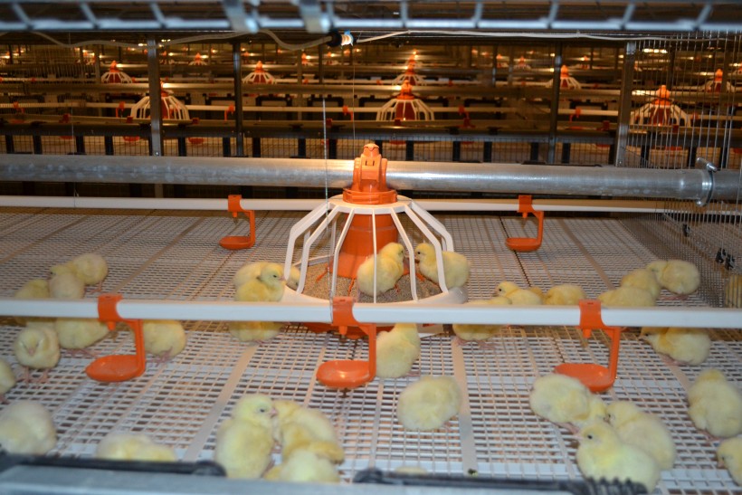 The new technology of the broilers keeping was implemented at “Elinar-Broiler” poultry farm